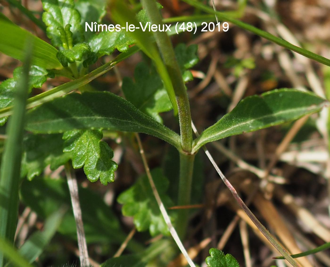 Speedwell, Spiked leaf